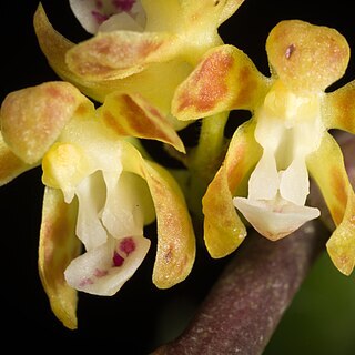 Trichoglottis subviolacea unspecified picture