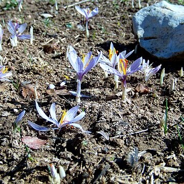 Crocus oreocreticus unspecified picture