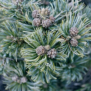 Pinus culminicola unspecified picture