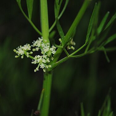 Apium sellowianum unspecified picture