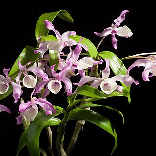 Dendrobium tortile unspecified picture