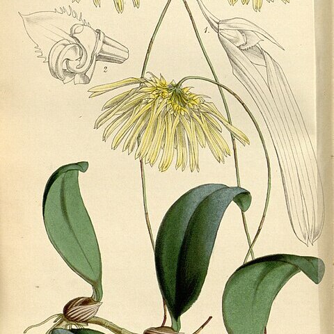 Bulbophyllum othonis unspecified picture