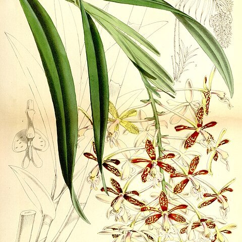 Epidendrum cnemidophorum unspecified picture