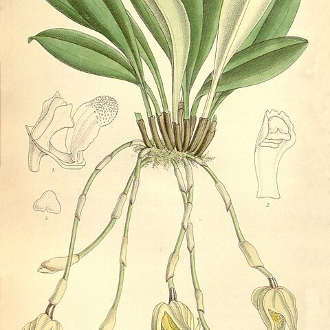 Masdevallia platyglossa unspecified picture