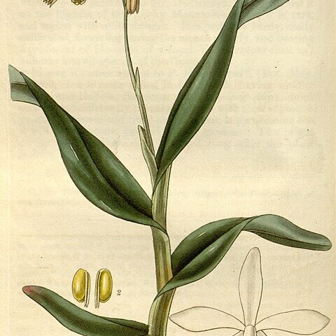 Epidendrum pallidiflorum unspecified picture