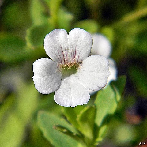 Mecardonia acuminata unspecified picture