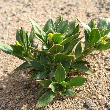 Stillingia spinulosa unspecified picture