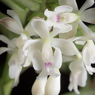 Epidendrum hugomedinae unspecified picture