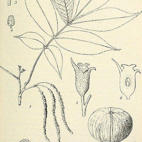 Carya tonkinensis unspecified picture