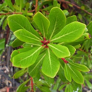 Tasmannia xerophila unspecified picture