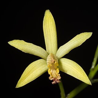 Cattleya blumenscheinii unspecified picture