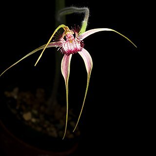 Caladenia serotina unspecified picture