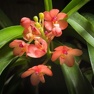 Vanda curvifolia unspecified picture