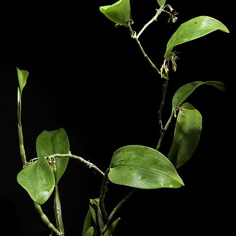 Dendrobium comatum unspecified picture