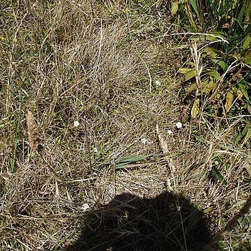 Convolvulus waitaha unspecified picture