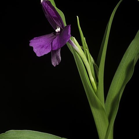 Roscoea schneideriana unspecified picture