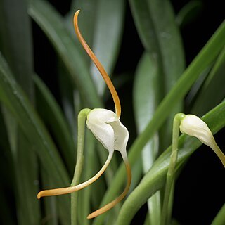 Masdevallia laucheana unspecified picture