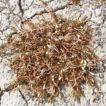 Epilobium angustum unspecified picture