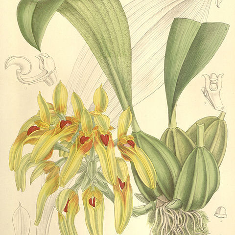 Bulbophyllum graveolens unspecified picture