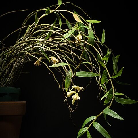 Dendrobium nudum unspecified picture