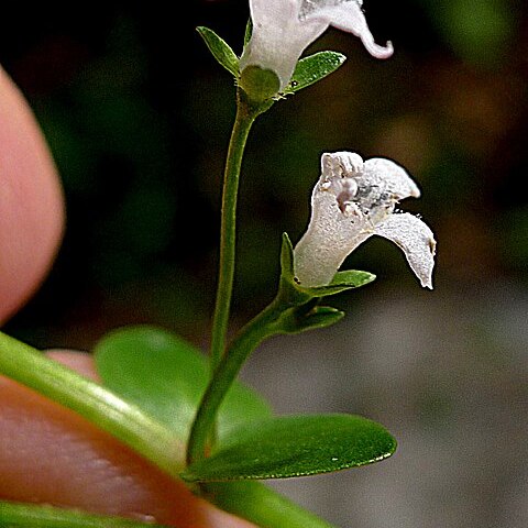 Oldenlandia salzmannii unspecified picture