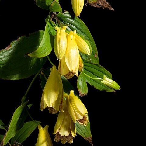 Tricyrtis macrantha unspecified picture