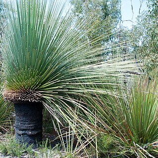 Xanthorrhoea semiplana subsp. tateana unspecified picture