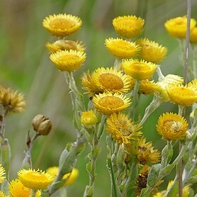 Helichrysum decorum unspecified picture