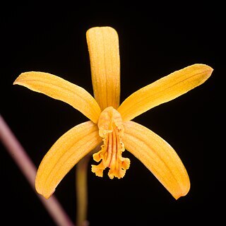 Cattleya vasconcelosiana unspecified picture