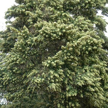 Brachylaena discolor var. transvaalensis unspecified picture