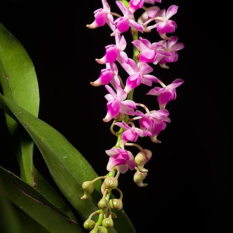 Aerides magnifica unspecified picture