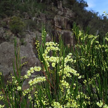 Acacia mucronata unspecified picture