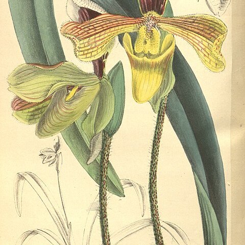 Paphiopedilum villosum var. annamense unspecified picture