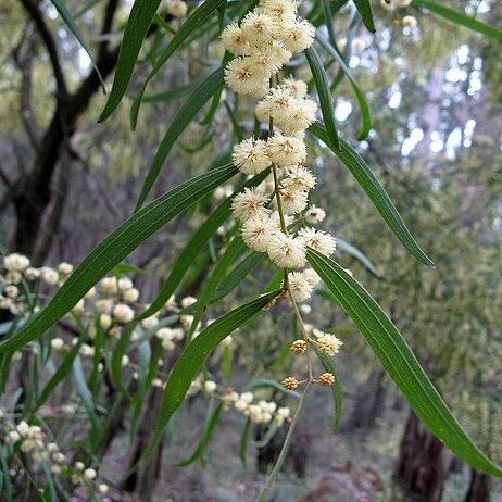 Acacia leprosa var. graveolens unspecified picture