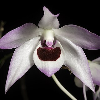 Dendrobium shixingense unspecified picture