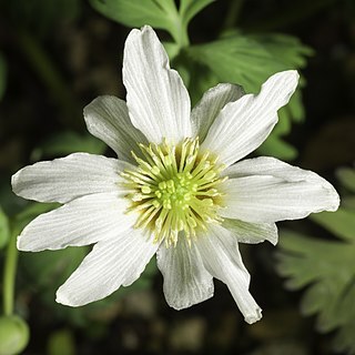 Callianthemum kirigishiense unspecified picture