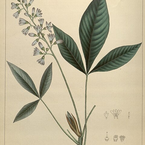 Angostura trifoliata unspecified picture