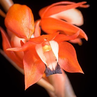 Coelogyne ecarinata unspecified picture