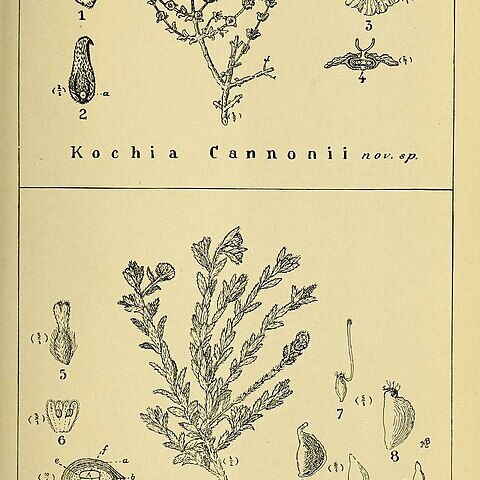 Pimelea williamsonii unspecified picture