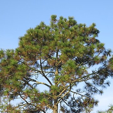 Pinus devoniana unspecified picture