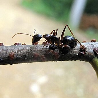 Castanopsis eyrei unspecified picture