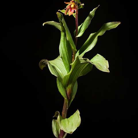 Epipactis mairei unspecified picture