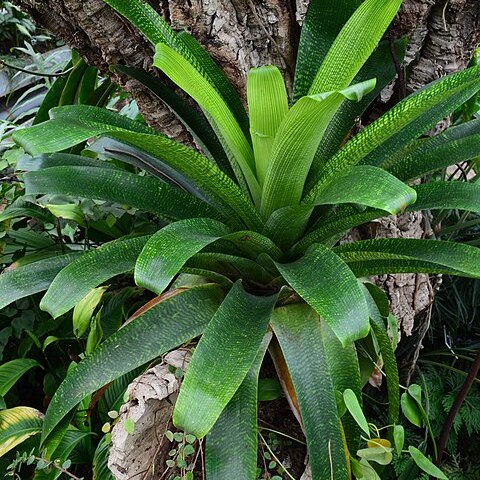 Vriesea fenestralis unspecified picture