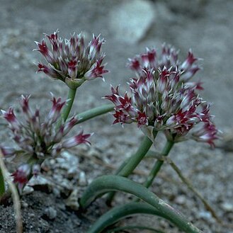 Allium monticola unspecified picture