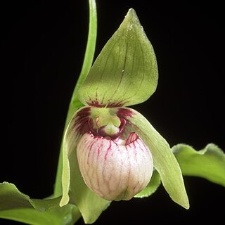 Cypripedium debile unspecified picture