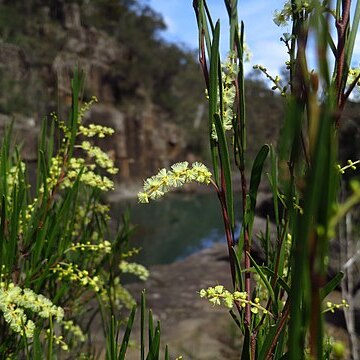 Acacia mucronata unspecified picture