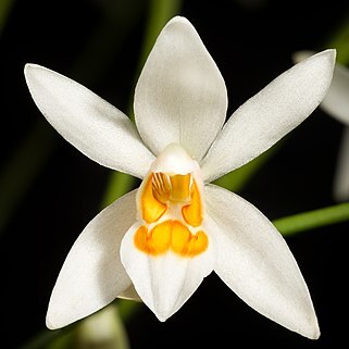 Coelogyne nitida unspecified picture