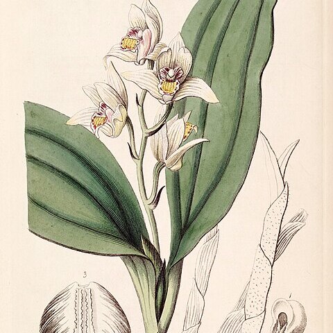 Eria coronaria unspecified picture