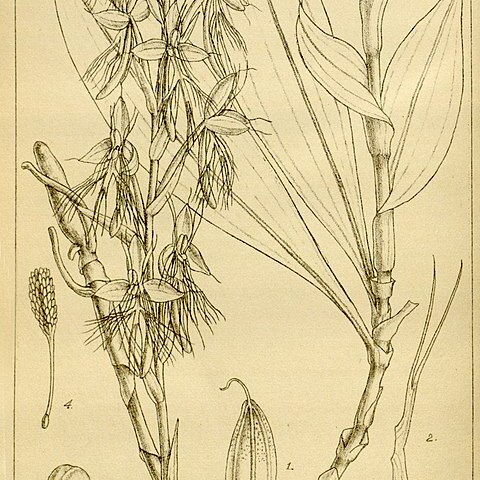 Habenaria polytricha unspecified picture