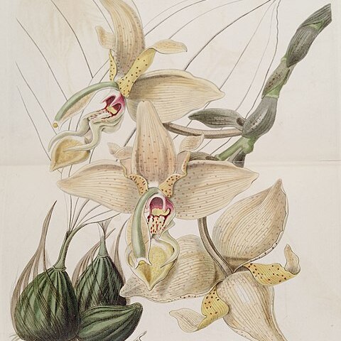 Stanhopea quadricornis unspecified picture